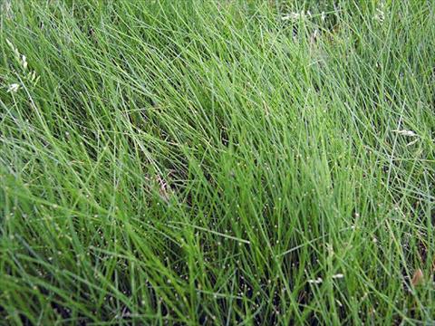 Fine Fescue Lawn